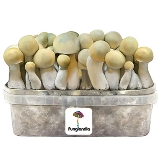 Bluey Vuitton 1200cc - Mushroom grow kit