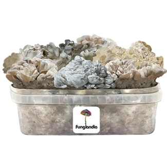 Enigma 1200cc - Mushroom grow kit