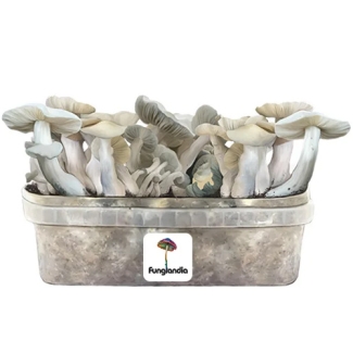 Jack Frost 1200cc - Mushroom grow kit