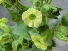 images/productimages/small/nicotiana.jpg