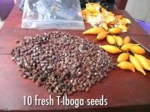 images/productimages/small/tabernanthe_iboga_seeds_fresh.jpg