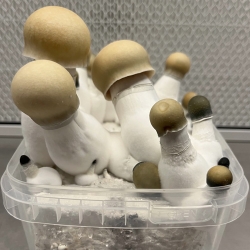 Bluey Vuitton 1200cc - Mushroom grow kit