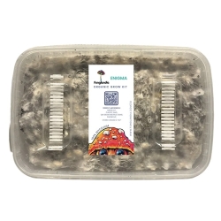 Enigma 1200cc - Mushroom grow kit